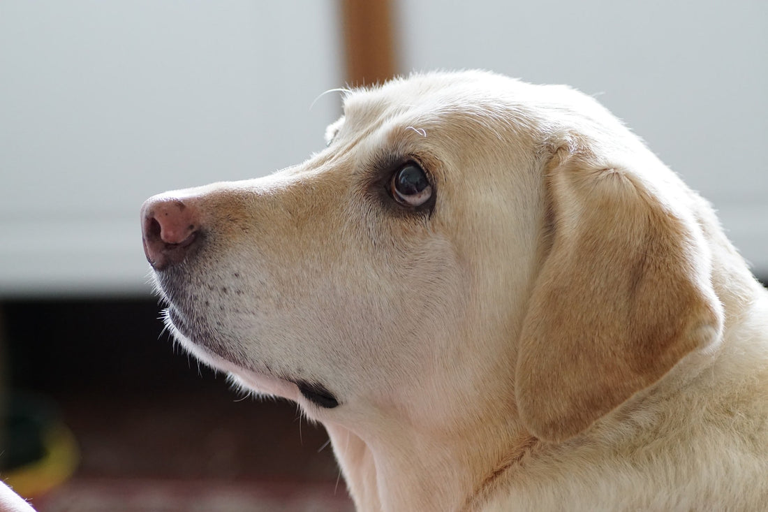 The golden ear myth