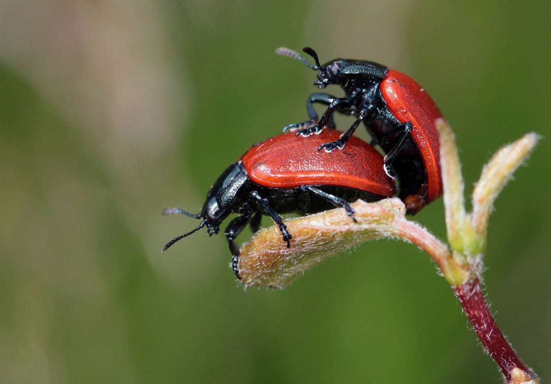 Reproduction