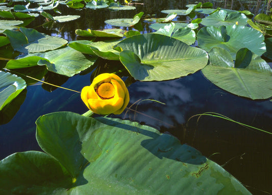 Water Lillies