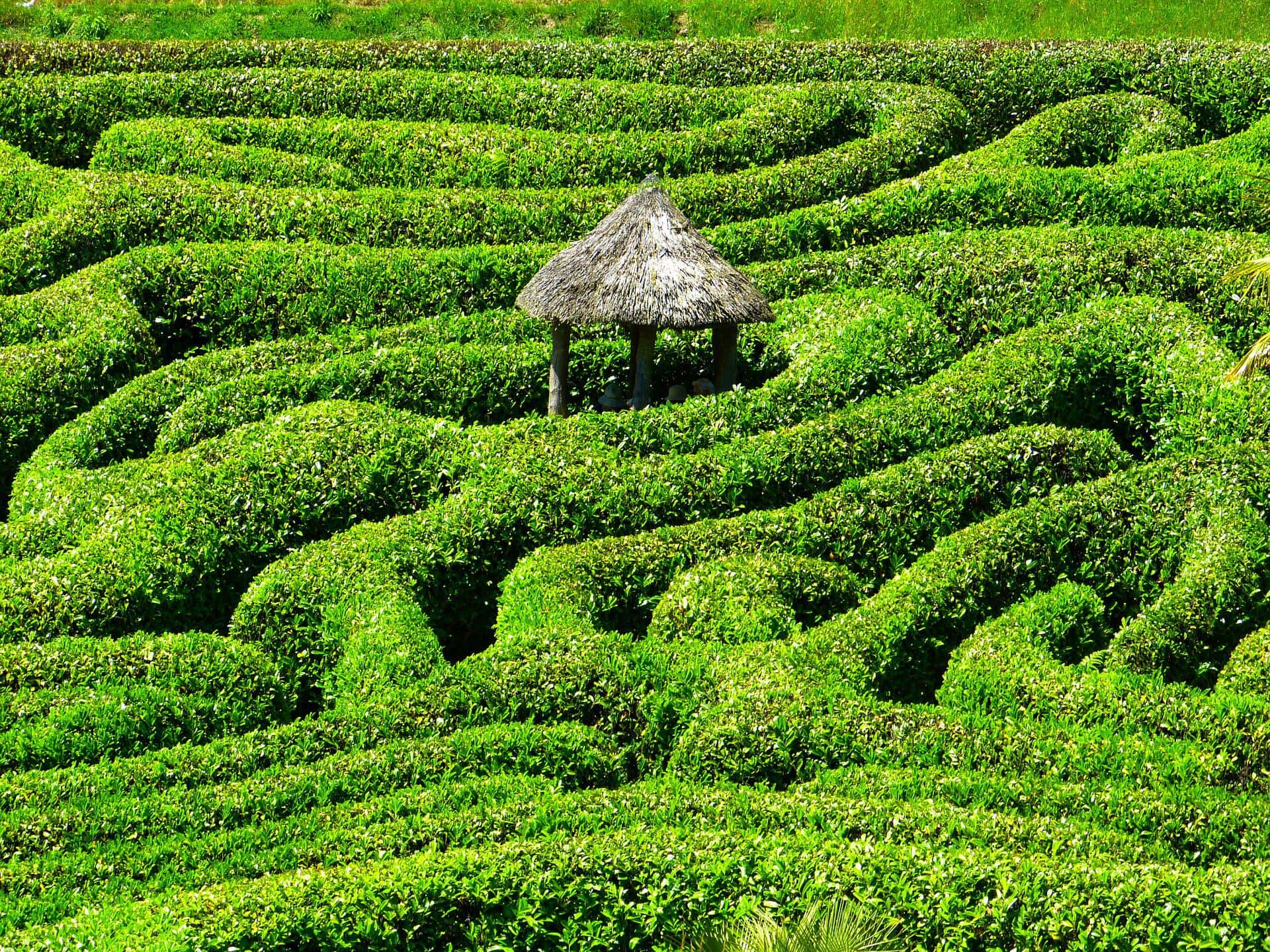 Escaping the maze