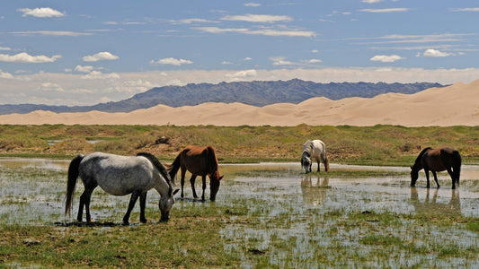 Five Weeks In Mongolia, Part Two