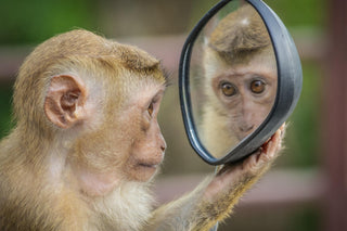 Mirror, mirror