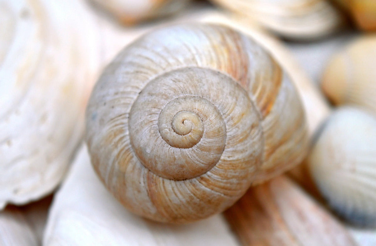 Spirals