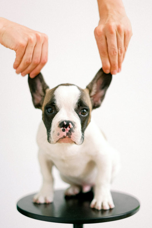 The shape of our ears