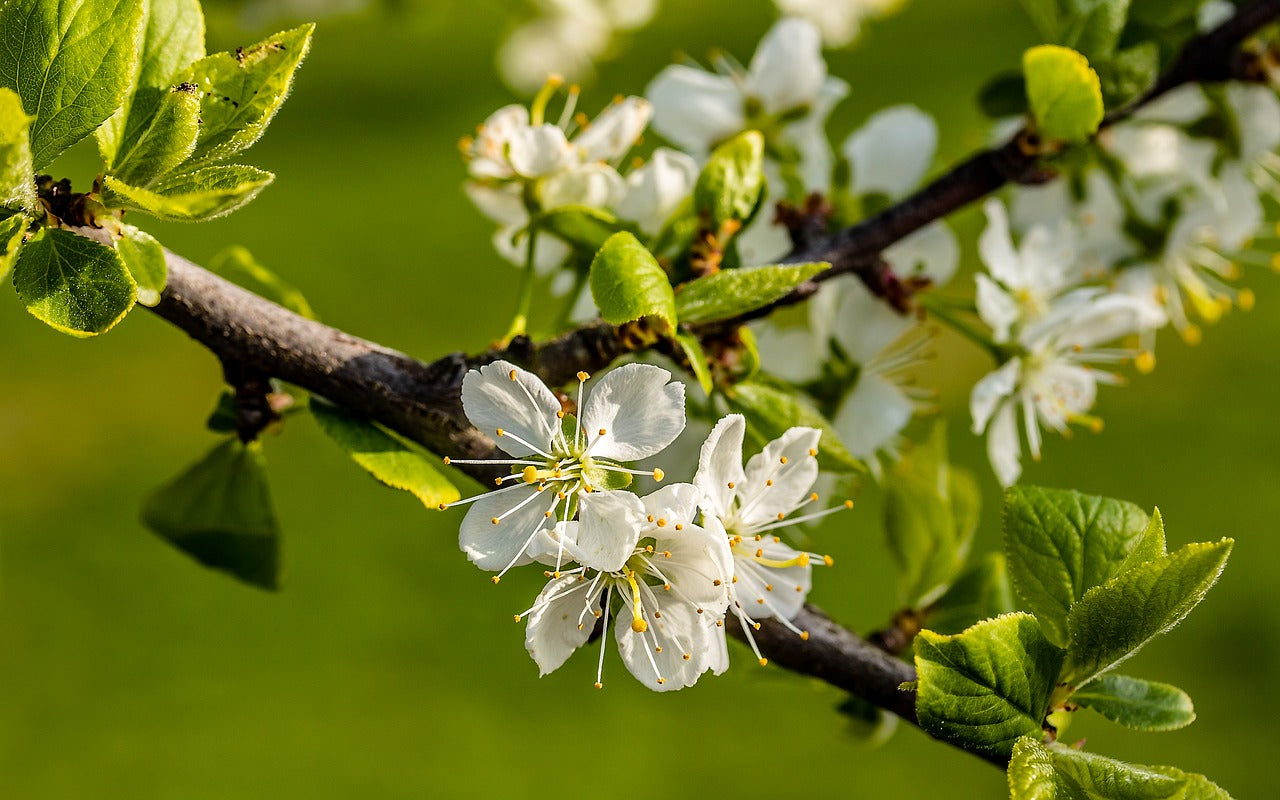Tree blossoms