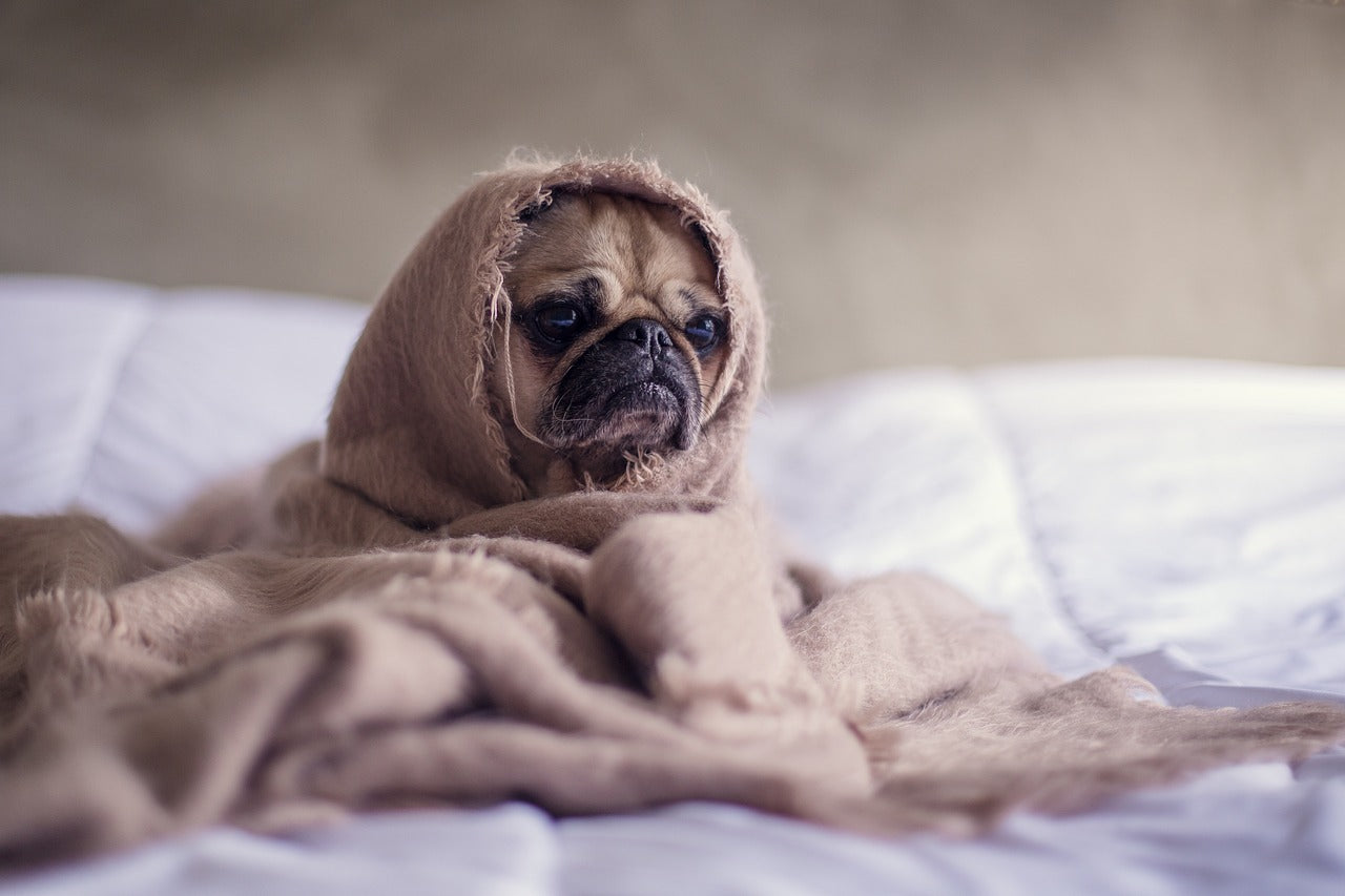 Peeking under the covers