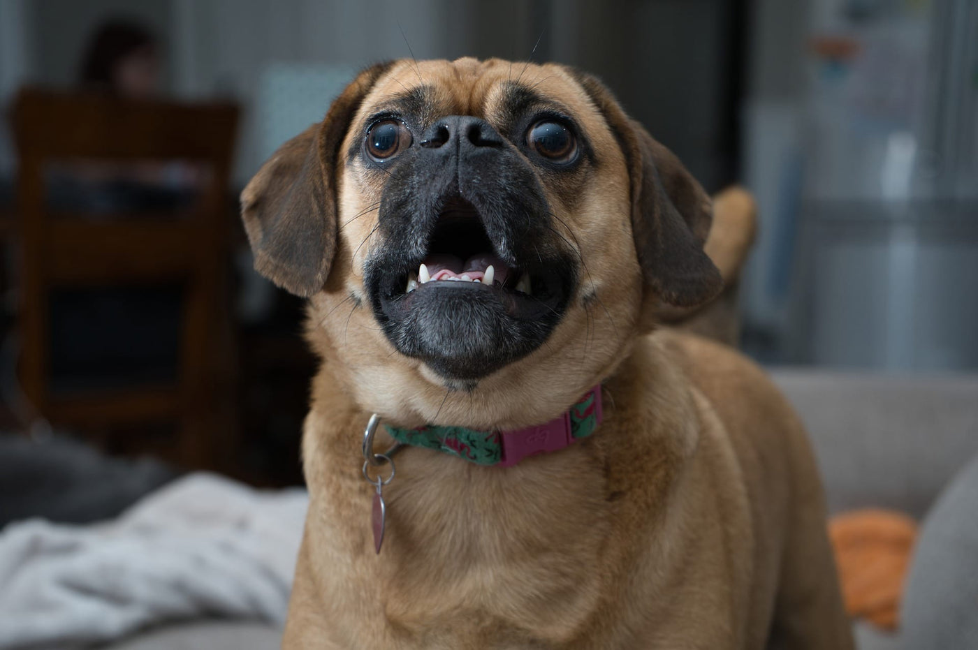 The Bark Syndrome