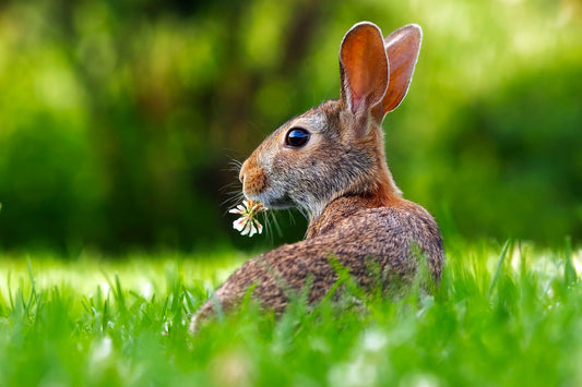 How not to fall down the rabbit hole