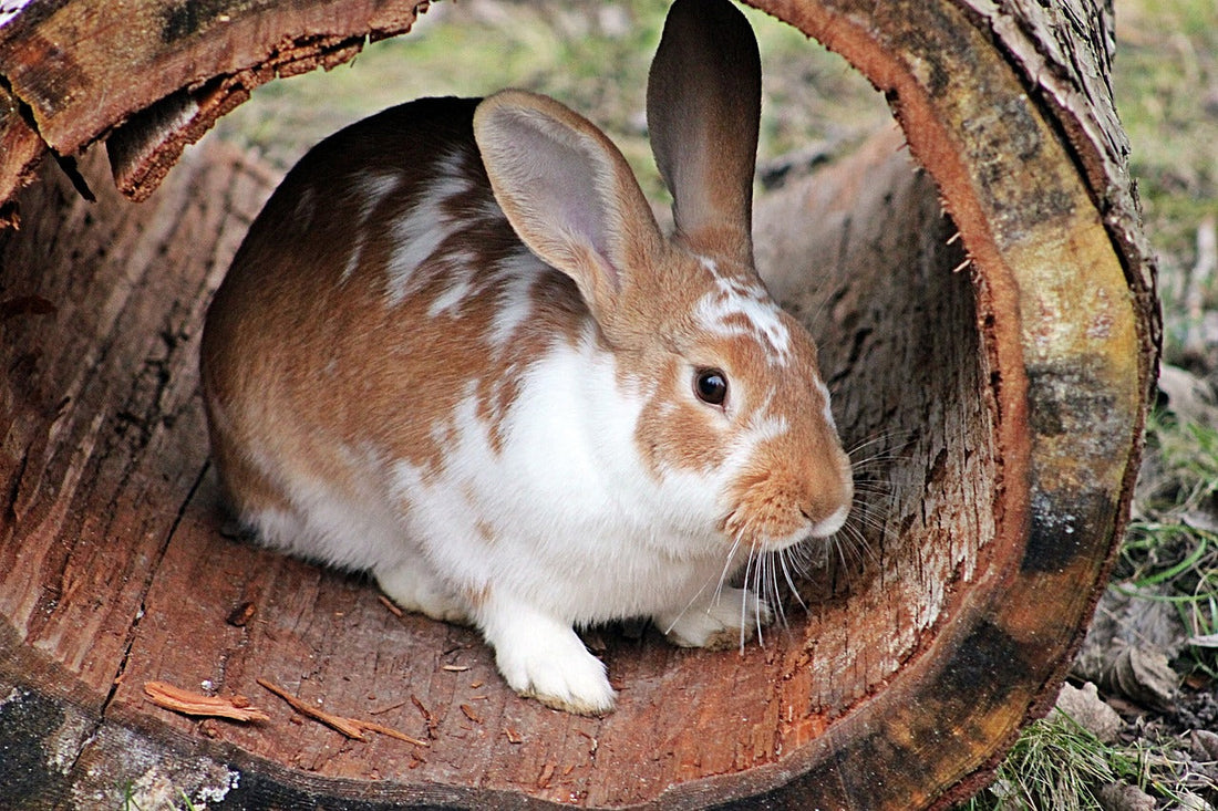 Audio and rabbits