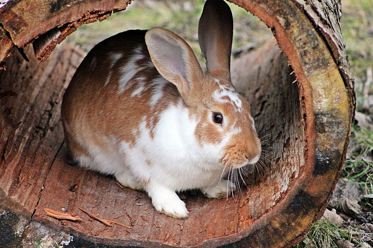 Audio and rabbits