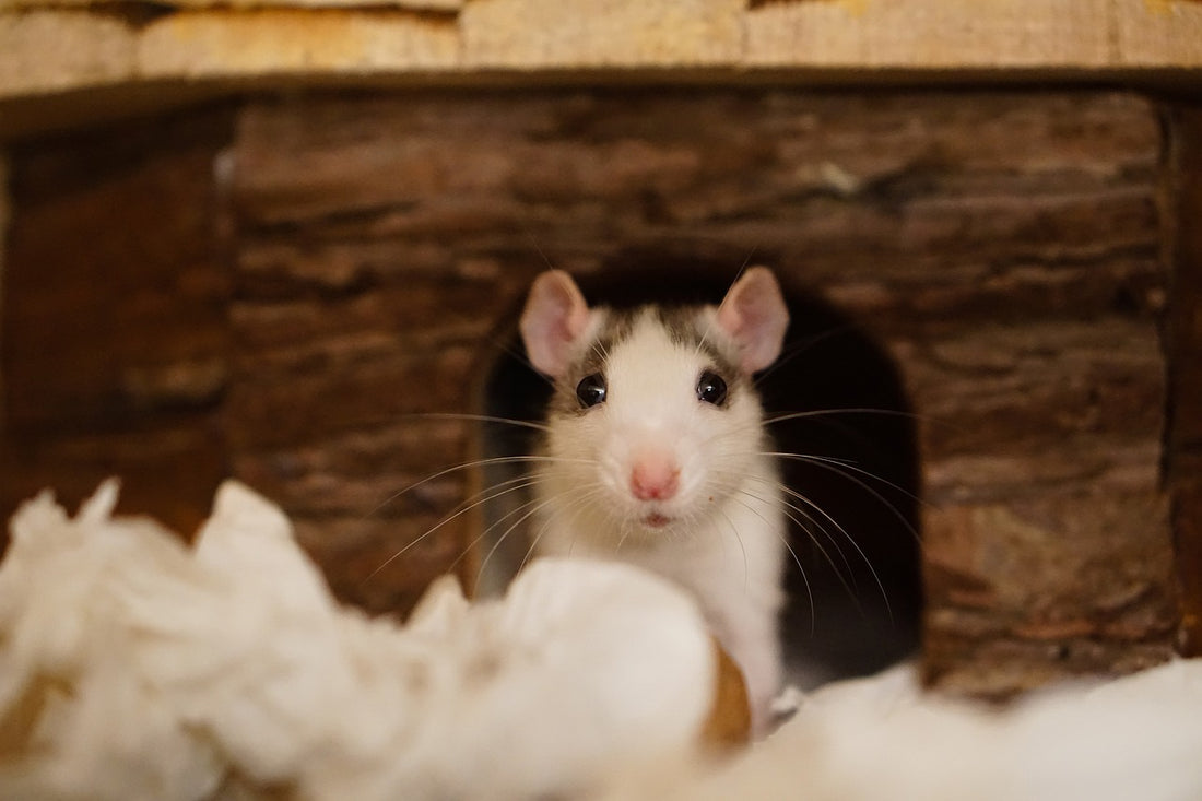 Rat's nest