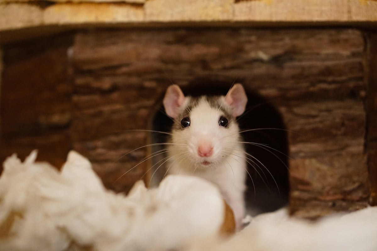 Rat's nest