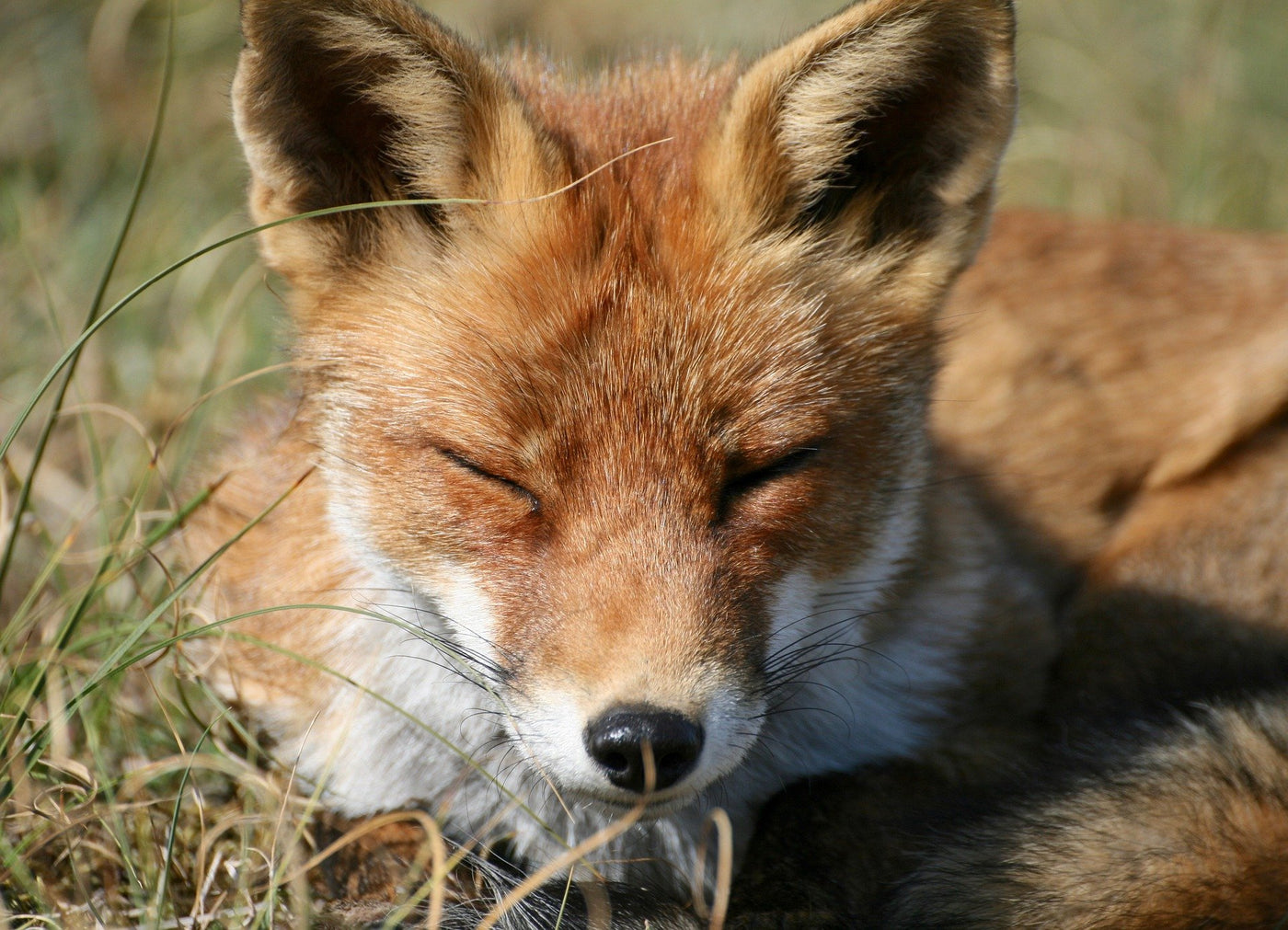 Savoring
