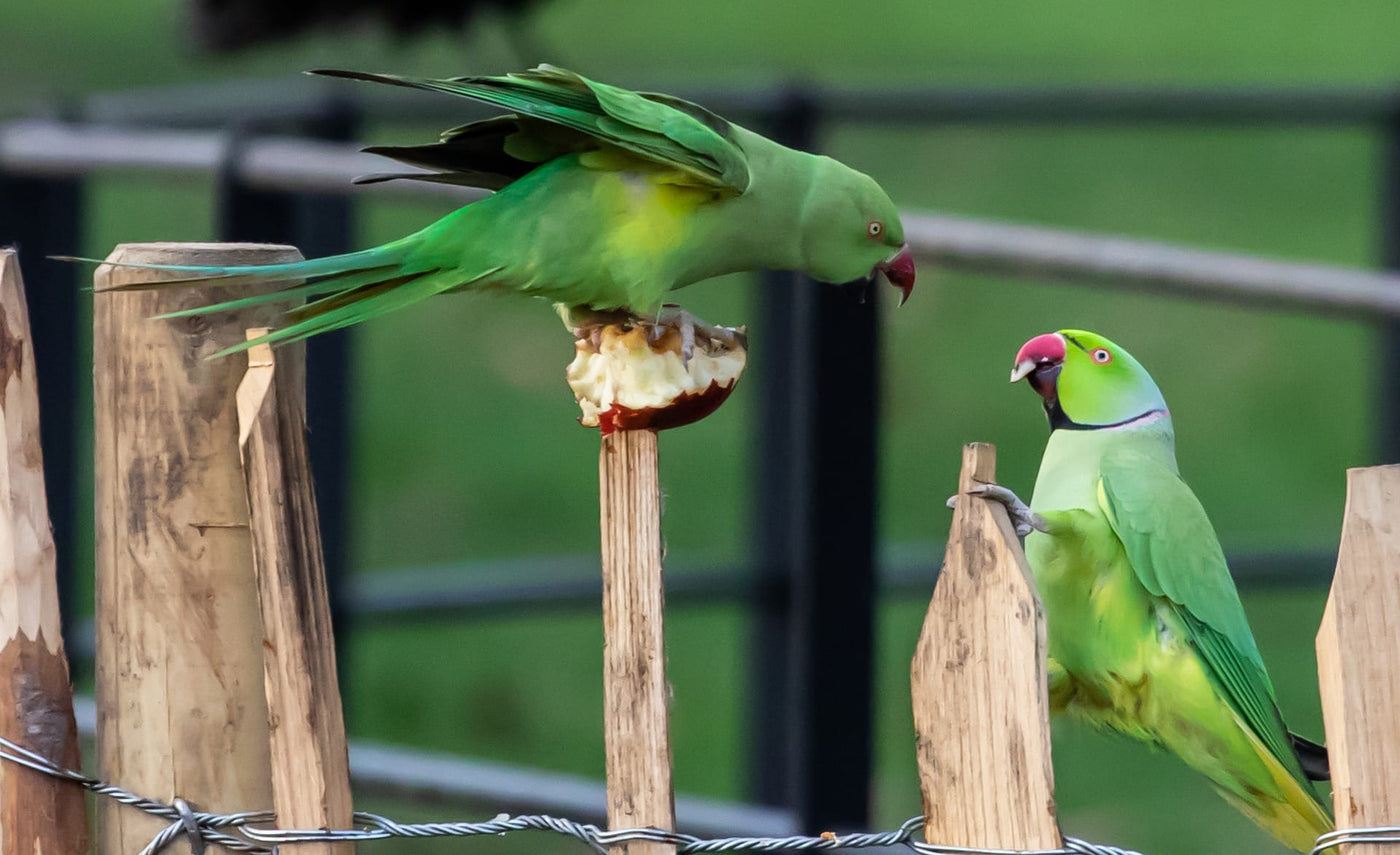 Birds