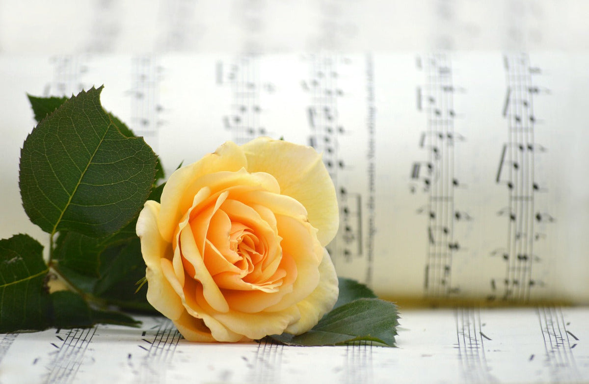The color of music