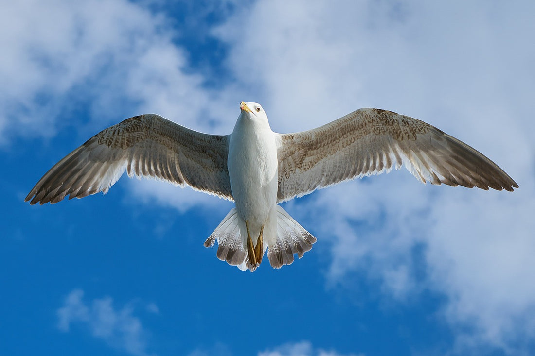 The Seagull Move