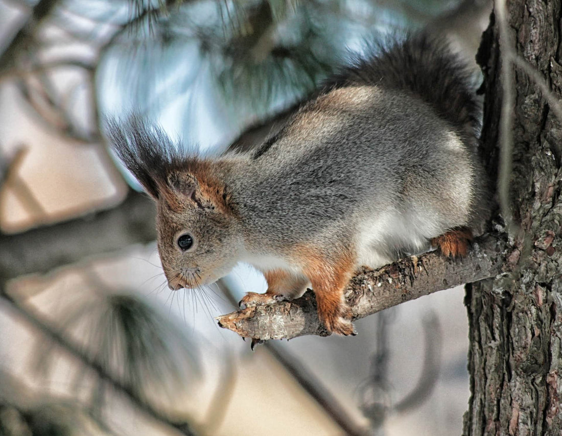 Stepping out on a limb