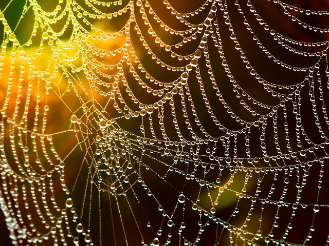 Untangling webs
