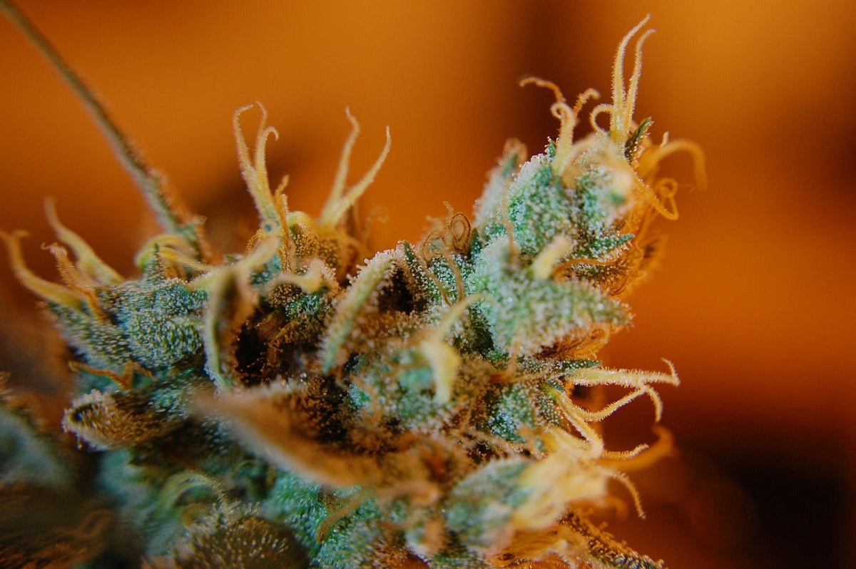 Getting into the weeds