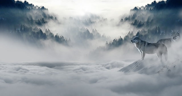 Clear fog