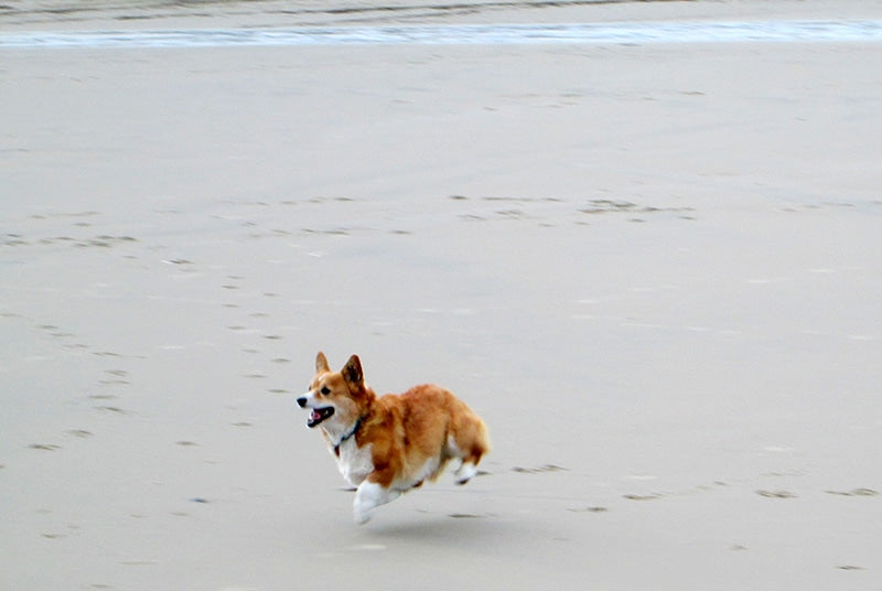 Cleo in joyful flight.