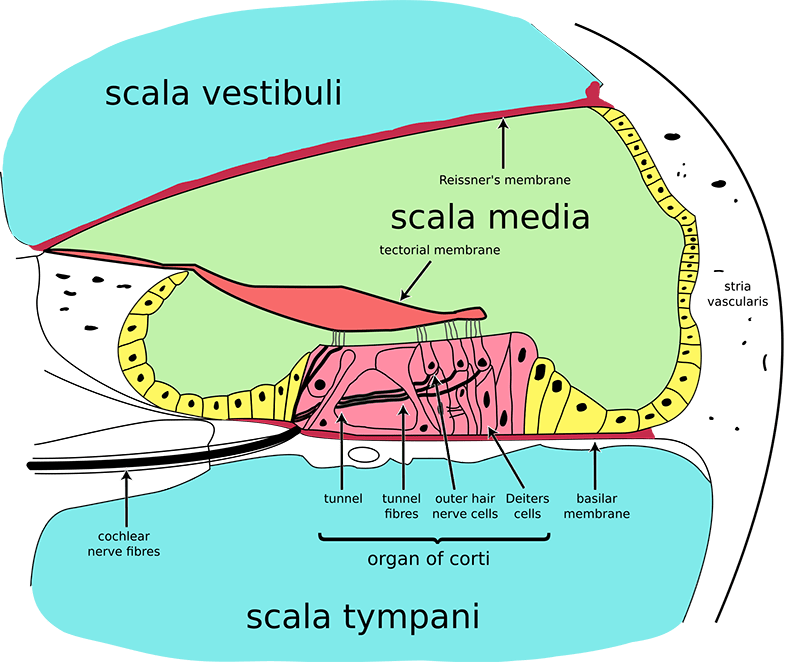 Diagram of the Organ of Corti. Courtesy of Wikimedia Commons/Oarih Vector: Fred the Oyster.