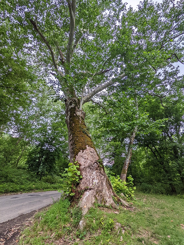 The Biggest Tree in West Virginia.